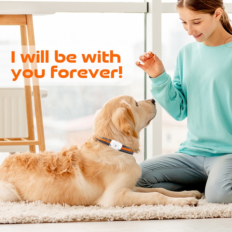 Dispositivo di localizzazione  - Pet Supplies Discount recensione e prezzo